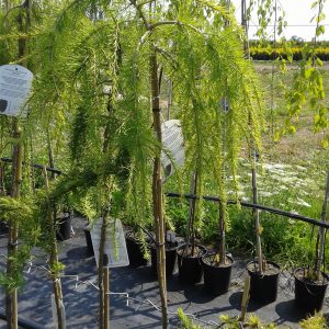 Модрина европейська- Larix decidua Pendula Pa