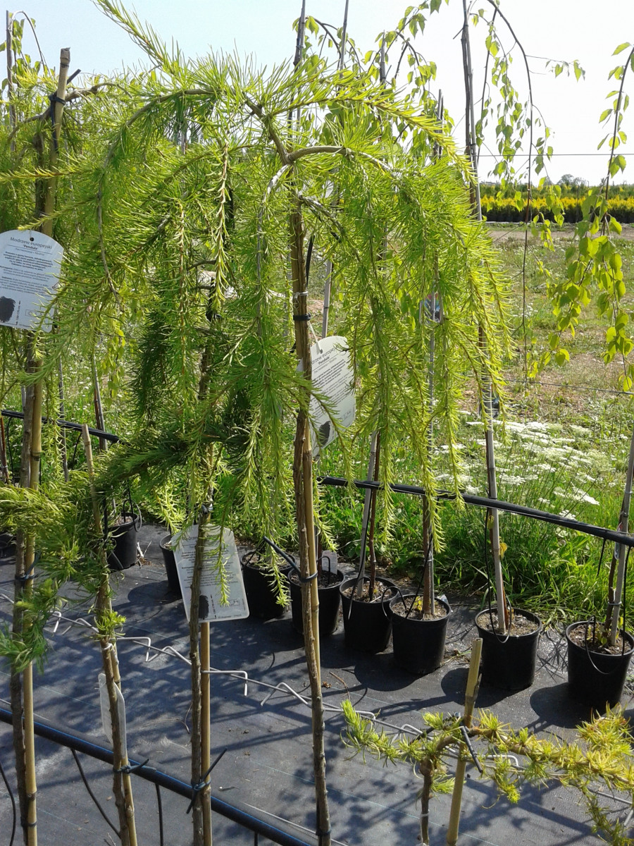 2016-07-142007-50-56.jpg Модрина европейська- Larix decidua Pendula Pa