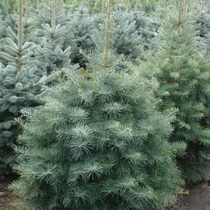 Abies concolor