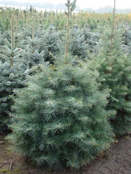 Abies concolor Abies concolor