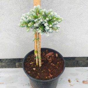 Abies koreana Kohouts Ise Breaker Pa40