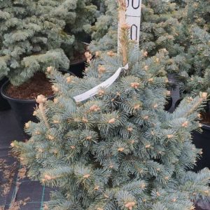 Abies lasiocarpa Compacta C20