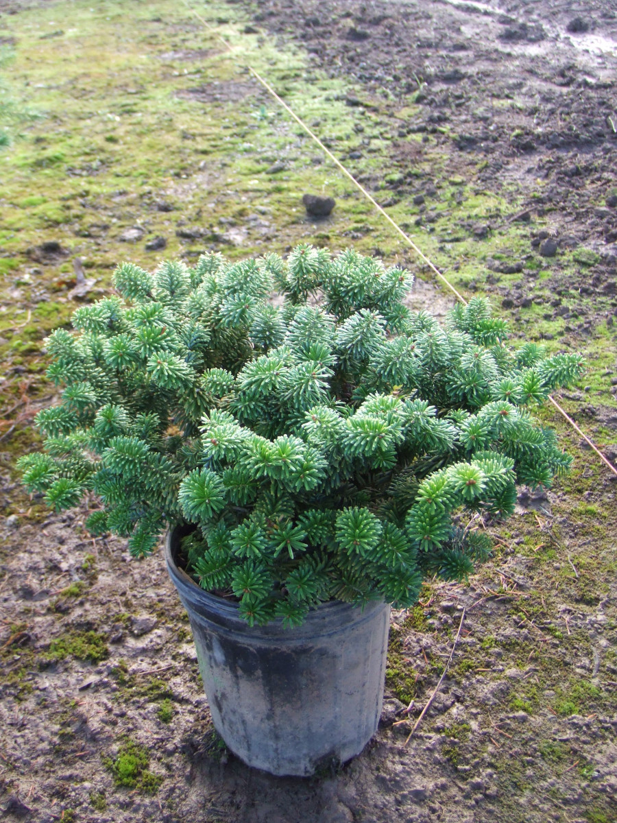 Abies20balsamea20Nana20C7205.jpg