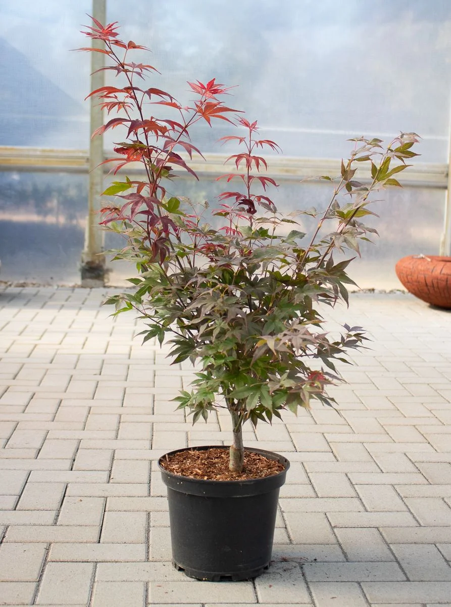 Acer palmatum Aratama Клен японський - Acer palmatum Aratama