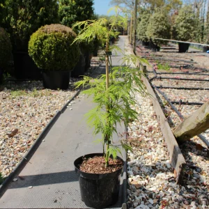 Клен японський - Acer palmatum Disectum