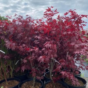 Клен японський - Acer palmatum Fireglow