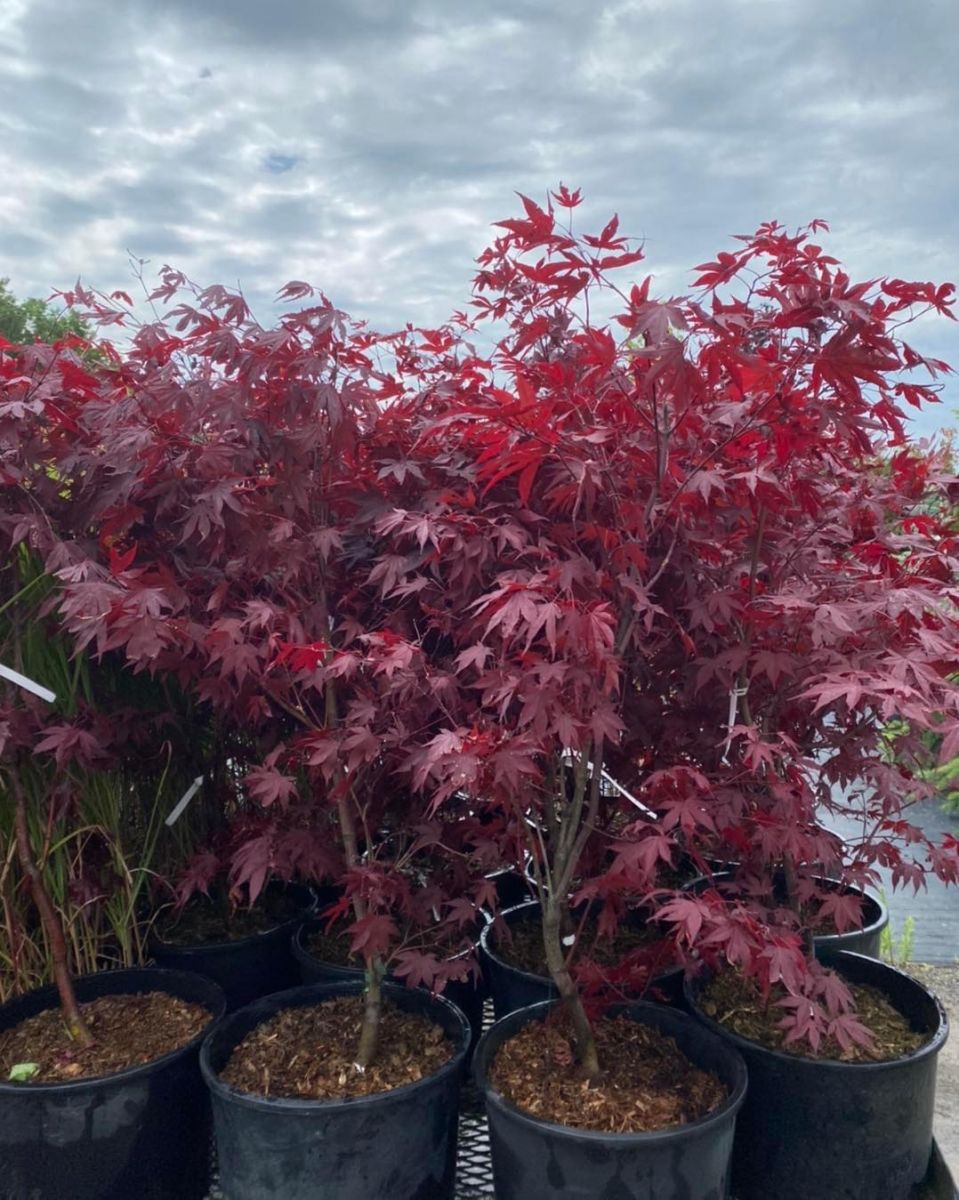 Acer palmatum Fireglowpng Клен японський - Acer palmatum Fireglow