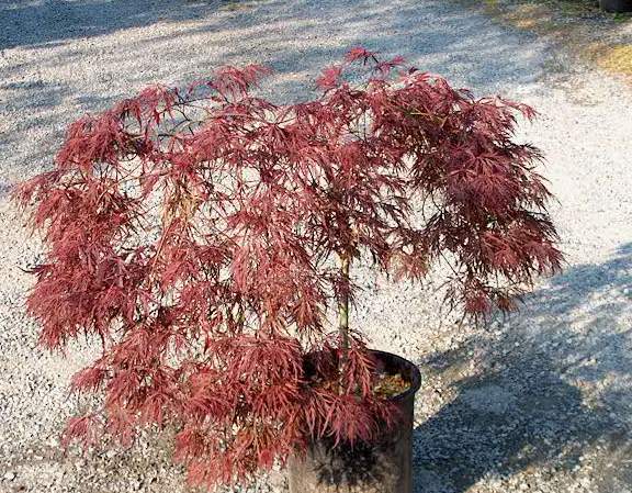 Acer palmatum Inaba Shidare Клен японський - Acer palmatum Inaba Shidare Pa