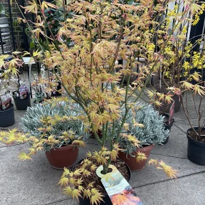 Клен японський - Acer palmatum Orange Dreams