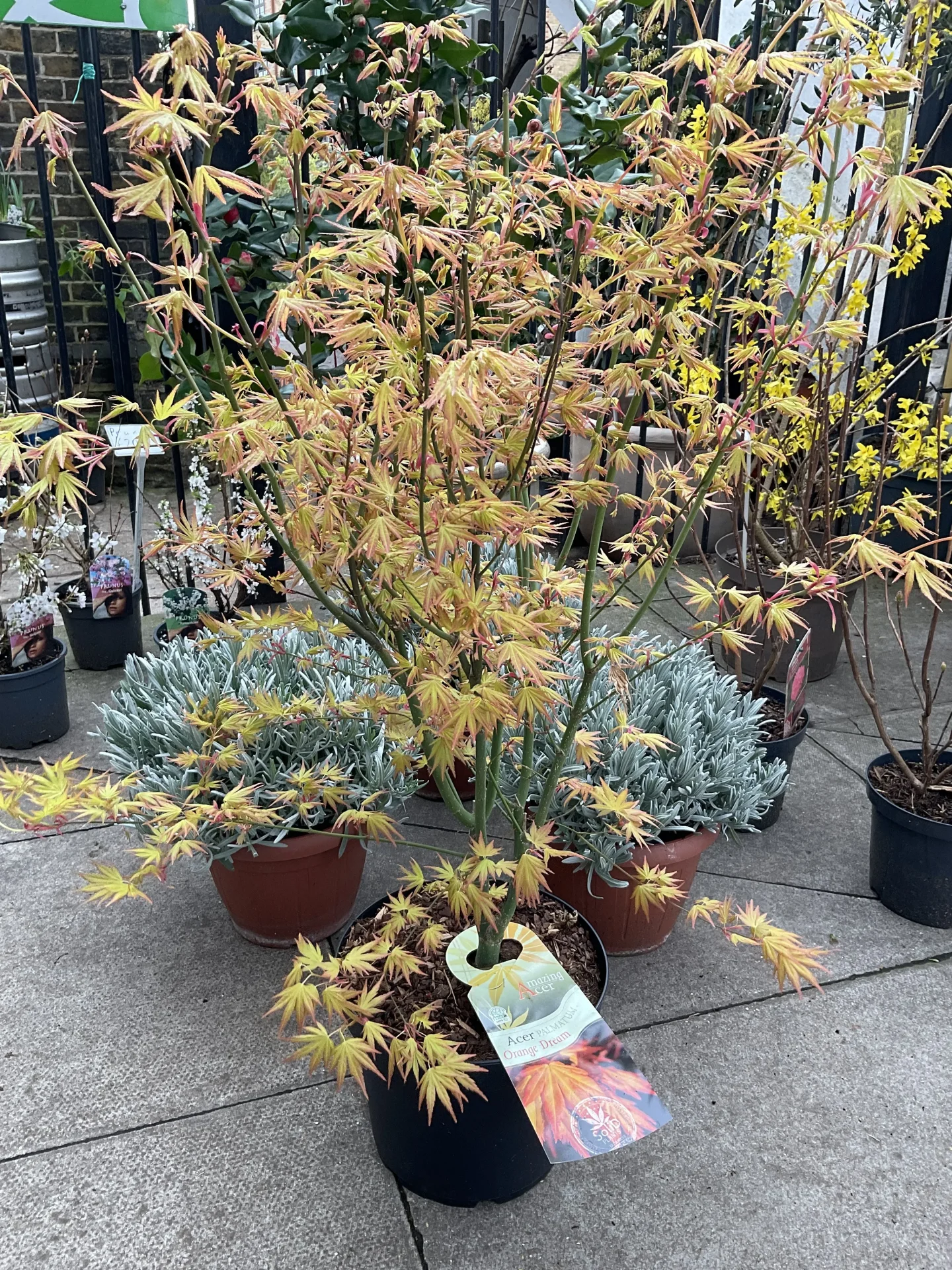 Acer palmatum Orange Dreams Клен японський - Acer palmatum Orange Dreams