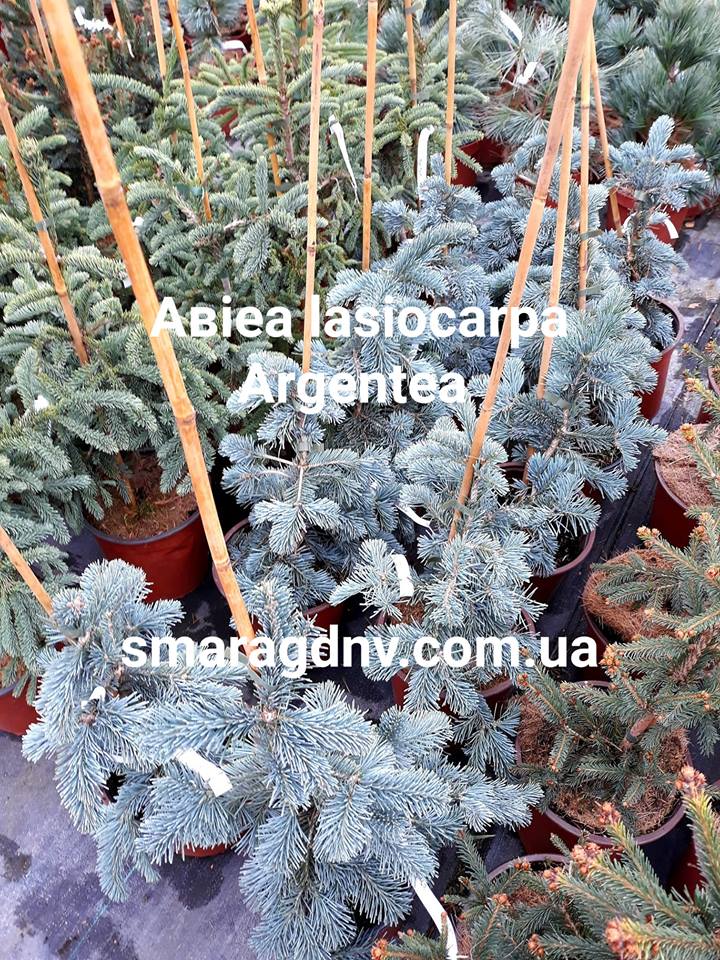 Argentea.jpg