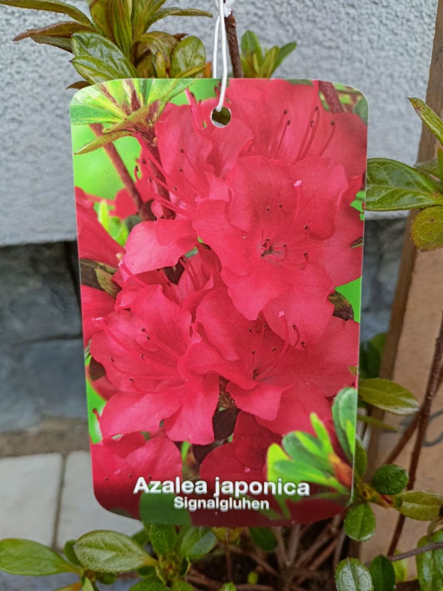 Azalia jap.C5.4