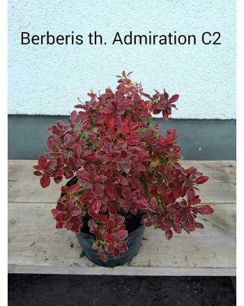 Барбарис – Berberis thunbergii Admiration R (C3,висота 10-20см) Барбарис – Berberis thunbergii Admiration R (C3,висота 10-20см)