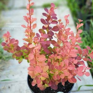 Барбарис Тунберга - Berberis thunbergii Chikita