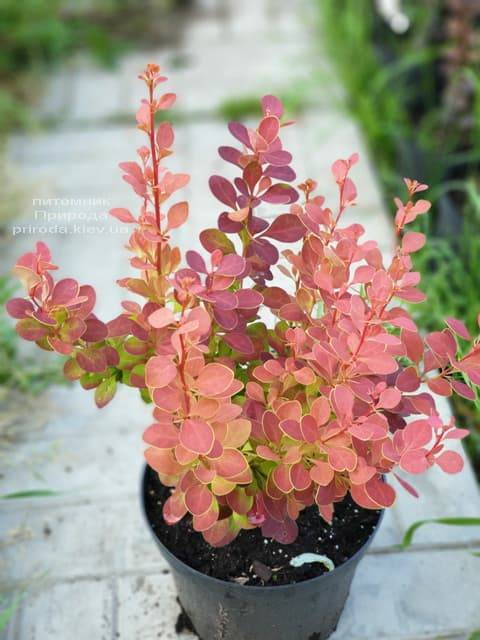Berberis thunbergii Chikita Барбарис Тунберга - Berberis thunbergii Chikita