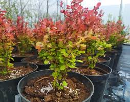 Барбарис Тунберга - Berberis thunbergii Florence