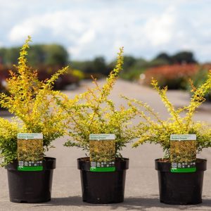Барбарис Тунберга - Berberis thunbergii Golden Dream