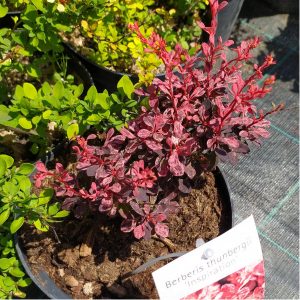 Барбарис Тунберга - Berberis thunbergii Inspiration