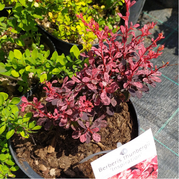 Berberis thunbergii Inspiration Барбарис Тунберга - Berberis thunbergii Inspiration