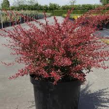 Барбарис Тунберга - Berberis thunbergii Orange Dream