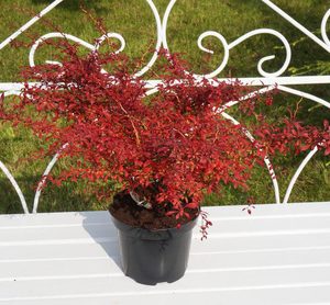 Барбарис Тунберга - Berberis thunbergii Red Dream