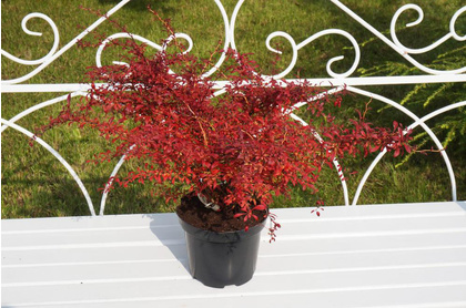 Berberis thunbergii Red Dream Барбарис Тунберга - Berberis thunbergii Red Dream