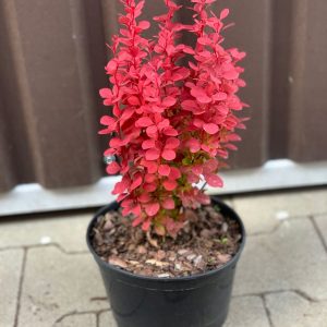 Барбарис Тунберга - Berberis thunbergii Venice