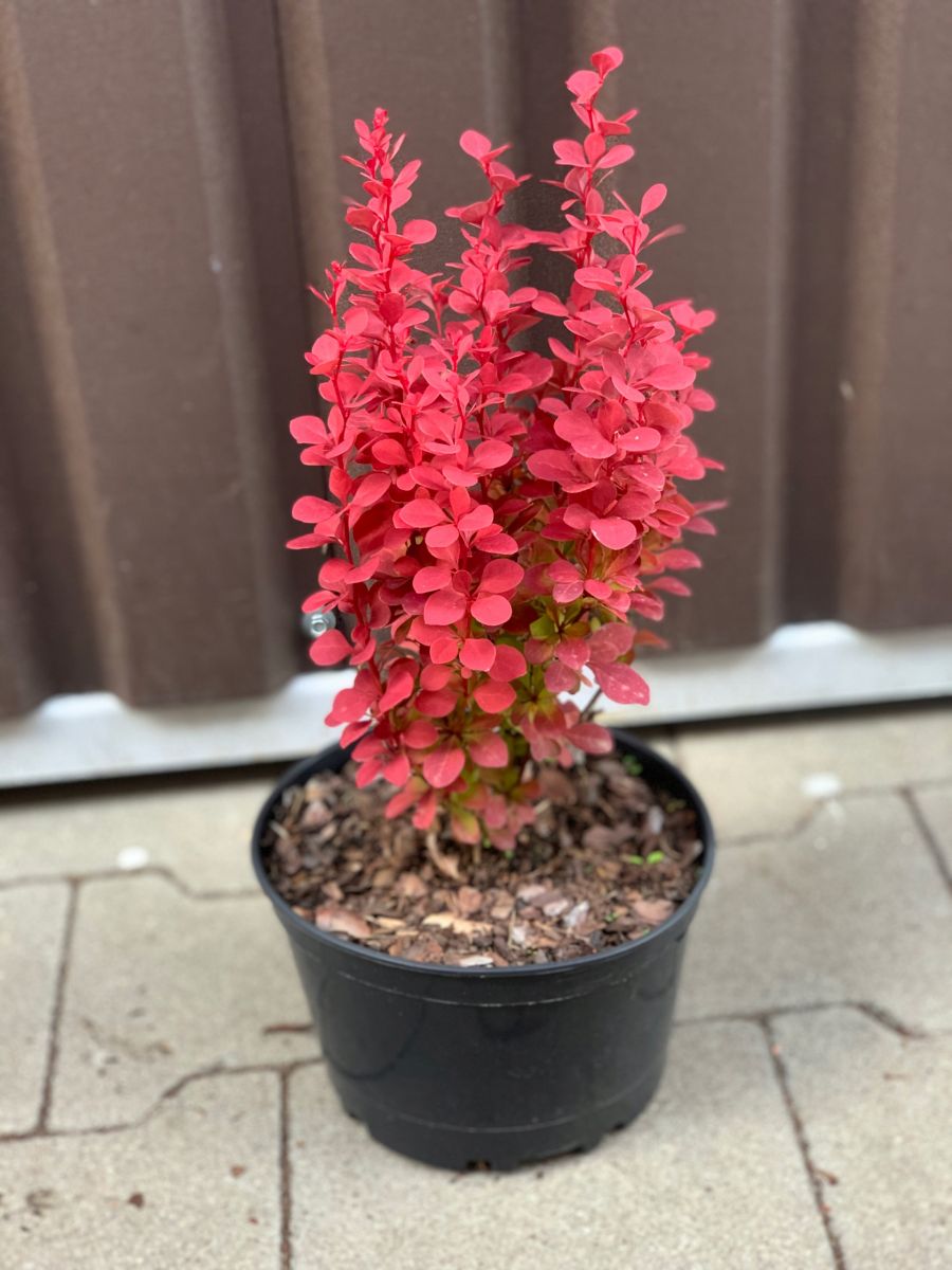 Berberis thunbergii Venice Барбарис Тунберга - Berberis thunbergii Venice