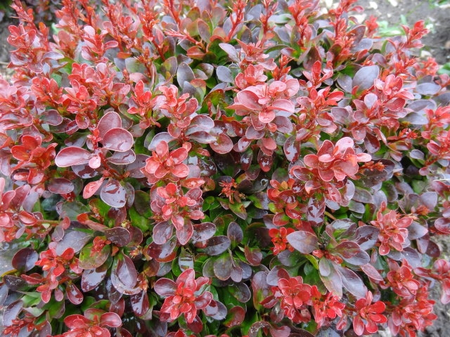 Berberis20th.20Atropurpurea20Nana.jpg