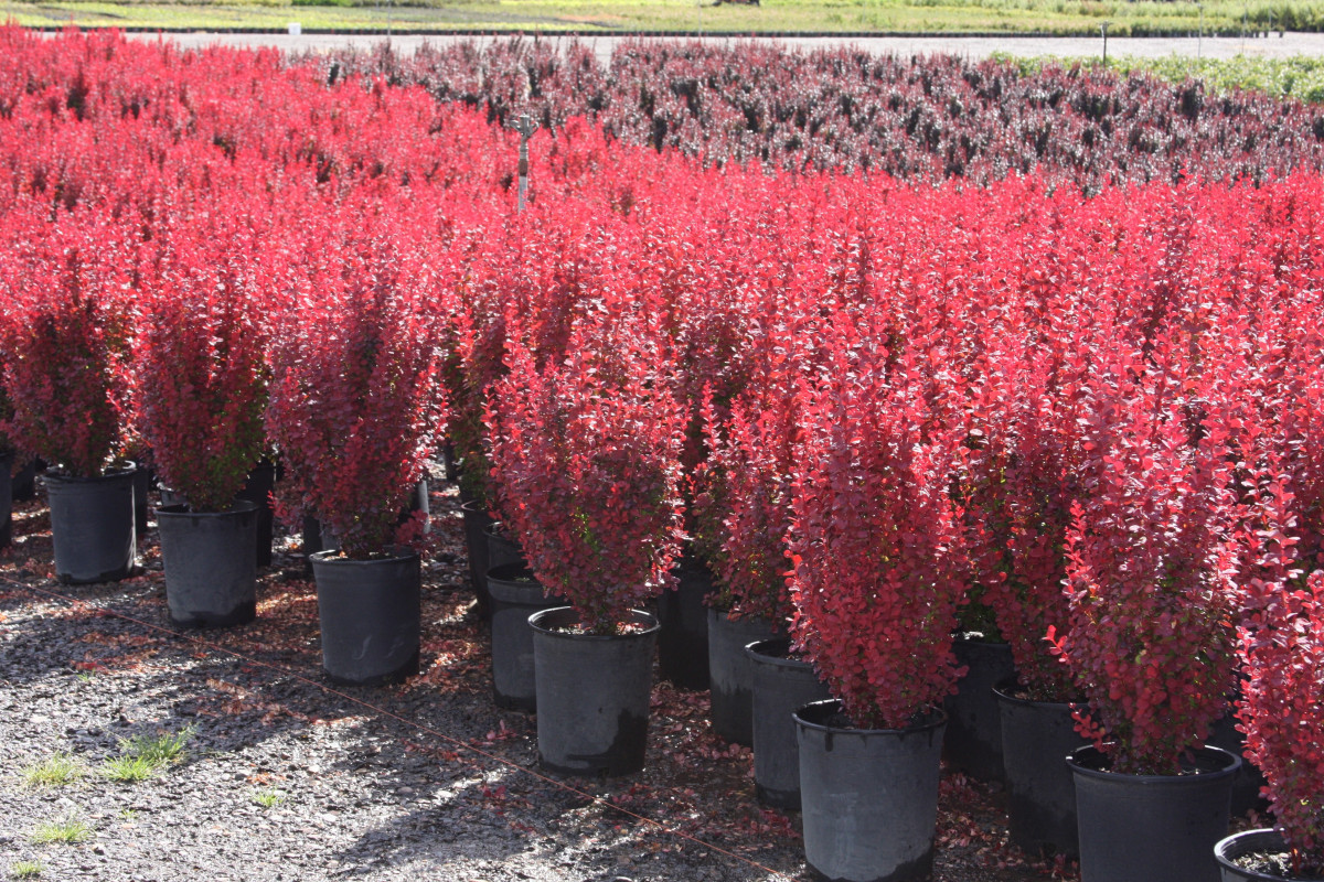 Berberis20thunbergii20Orange20Rocket.jpg