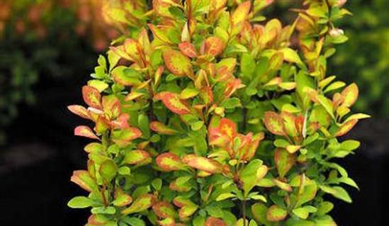 Berberis20thunbergii20Summer20Sunset.jpg