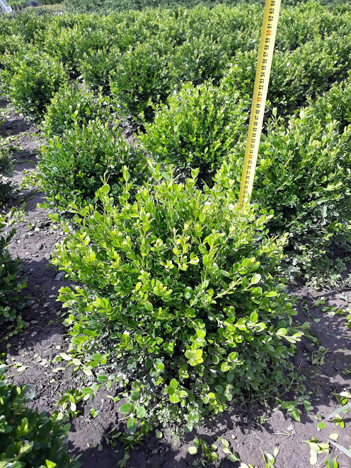 Buxus20microphilla20Faulkner202.jpg