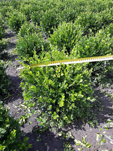 Buxus20microphilla20Faulkner203.jpg