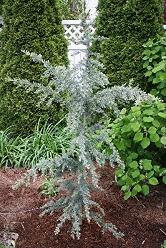 Cedrus20deodara20Karl20FuchsC5.jpg