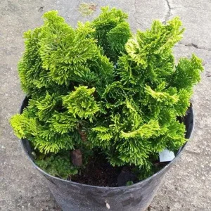 Chamaecyparis obtusa Aurora