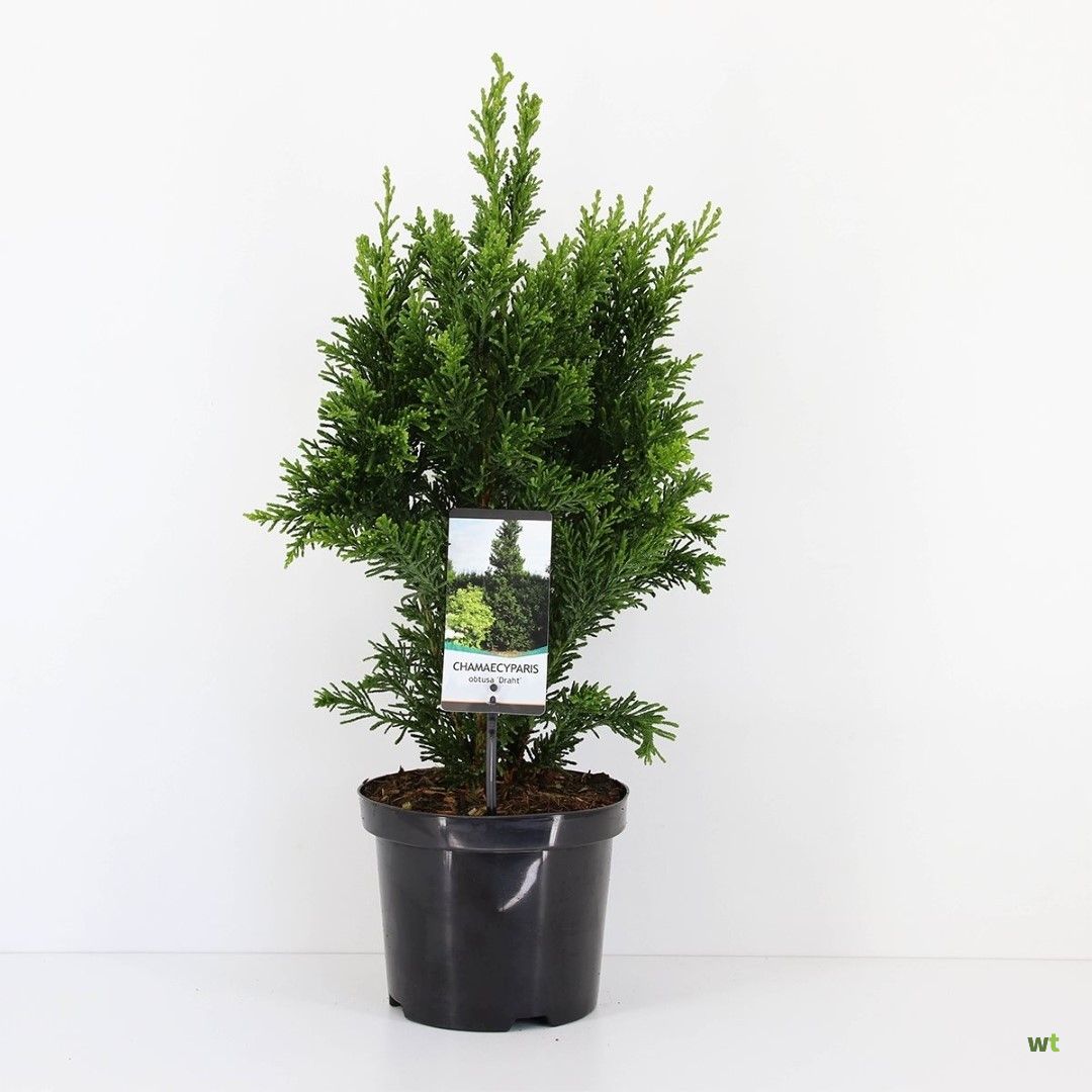 Chamaecyparis obtusa Draht Chamaecyparis obtusa Draht