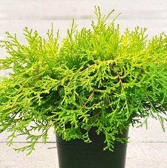 Chamaecyparis obtusa Kamarachiba C5