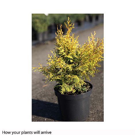 Chamaecyparis obtusa Lucas