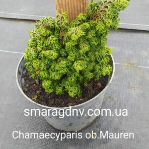 Chamaecyparis obtusa Mauren