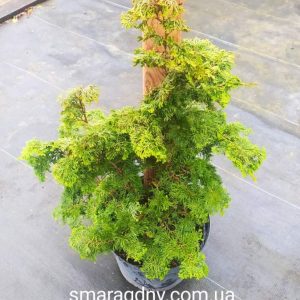 Chamaecyparis obtusa Oregon Crested 1