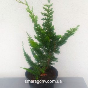 Chamaecyparis obtusa Teddy Bear