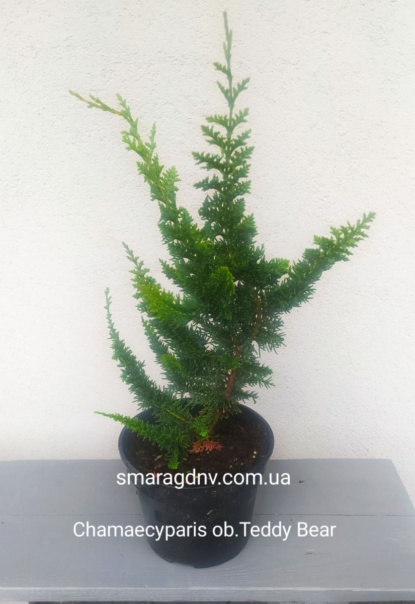 Chamaecyparis obtusa Teddy Bear 1 Chamaecyparis obtusa Teddy Bear