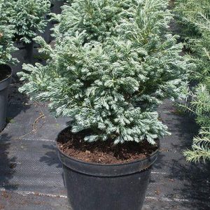 Chamaecyparis pisifera Boulevard