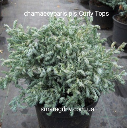 Chamaecyparis pisifera Curly Tops Chamaecyparis pisifera Curly Tops