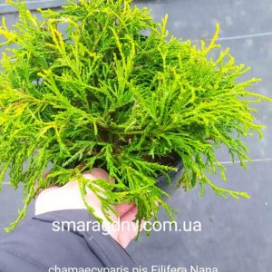 Chamaecyparis pisifera Filifera nana
