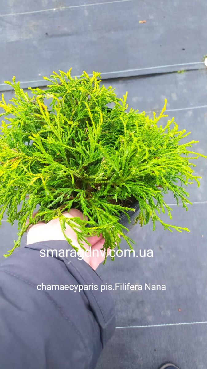 Chamaecyparis pisifera Filifera nana Chamaecyparis pisifera Filifera nana