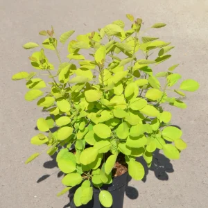 Скумпія звичайна - Cotinus coggygria Golden Lady