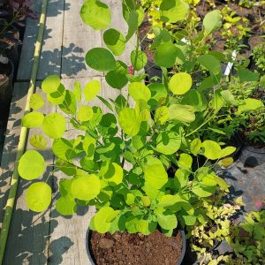 Скумпія звичайна - Cotinus coggygria Golden Spirit