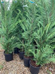 Cuprossocyparis leylandii