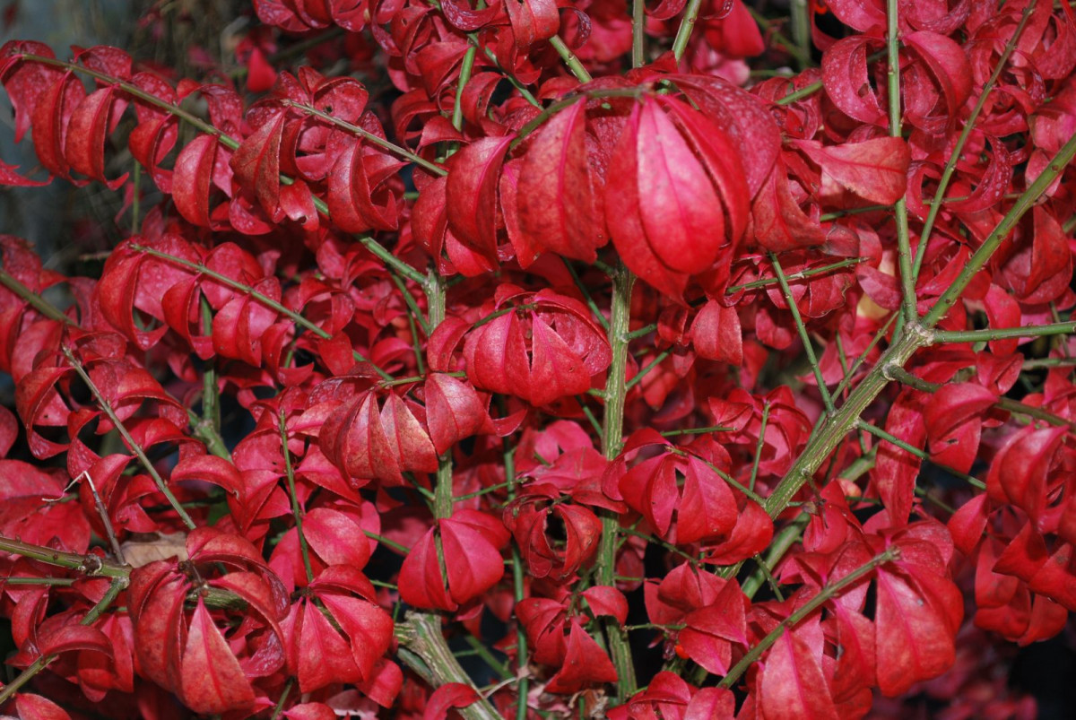 EUONYMUSALATUSCOMPACTUM.jpg
